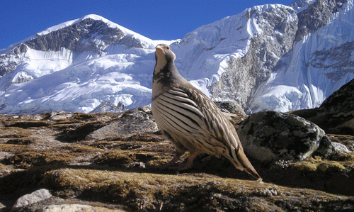 Touristic Nepal